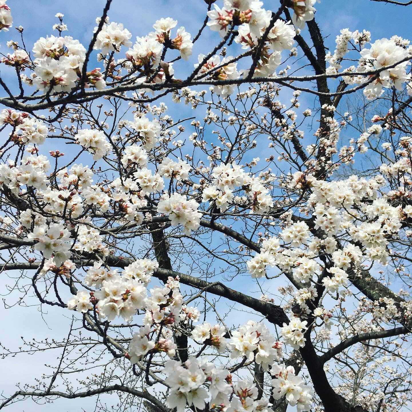 First cherry blossom have bloomed in #kyoto .

A year has passed by since I had returned to Japan from London. I clearly remember it was a strange season that cherry blossams are covered with snow in last spring in Tokyo.

Now I see same cherry bloss