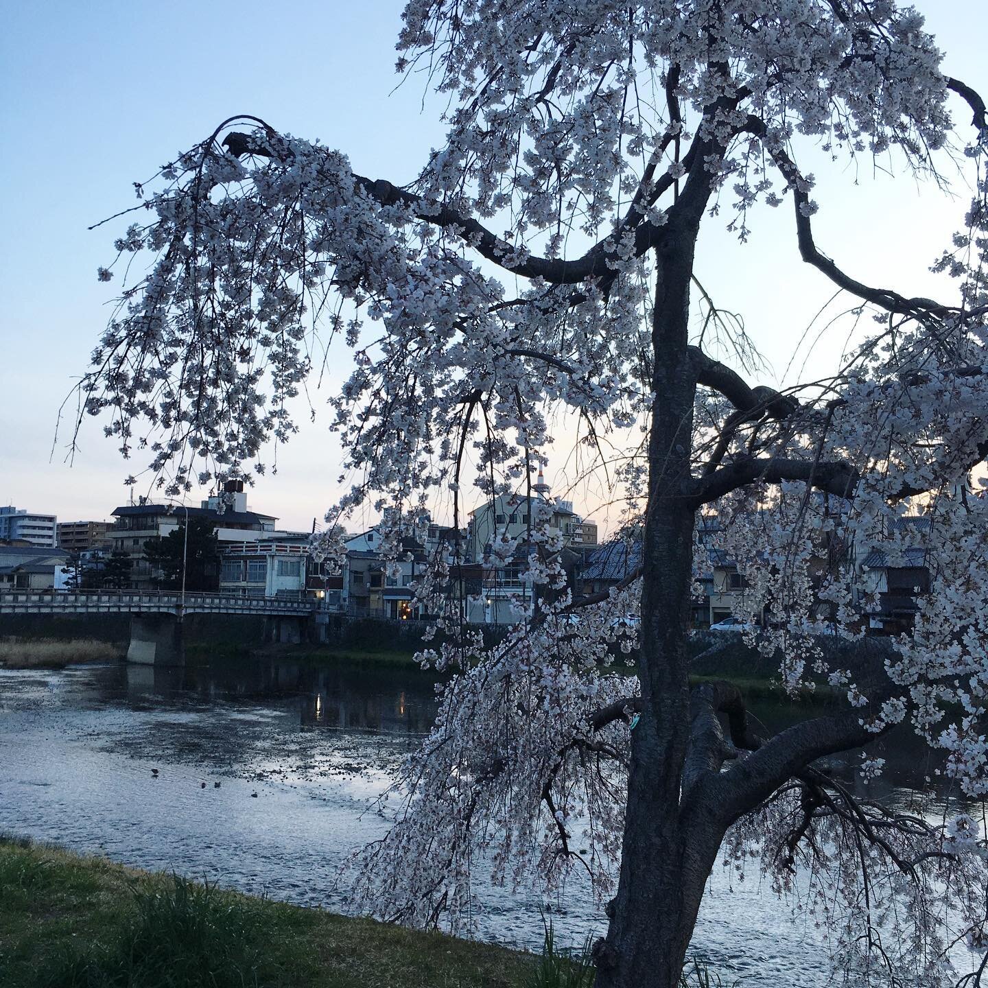 Magic moment before sunset in #kyoto