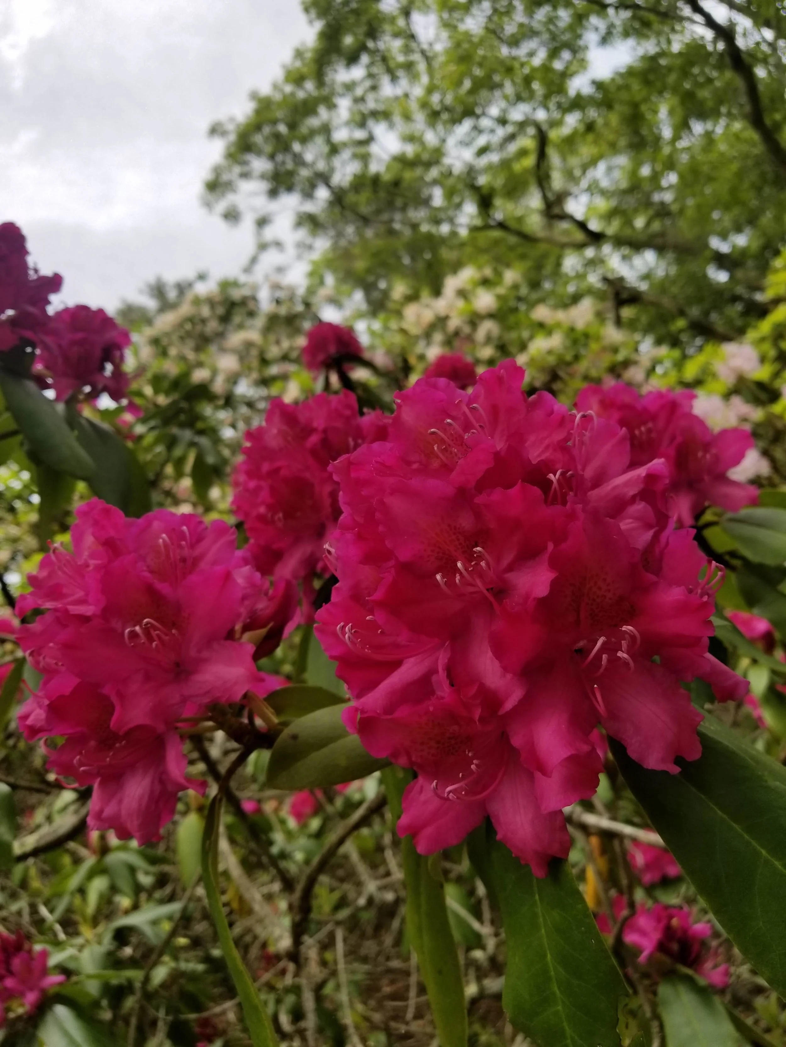 Marisa Miller — Cape Cod Psychology, LLC