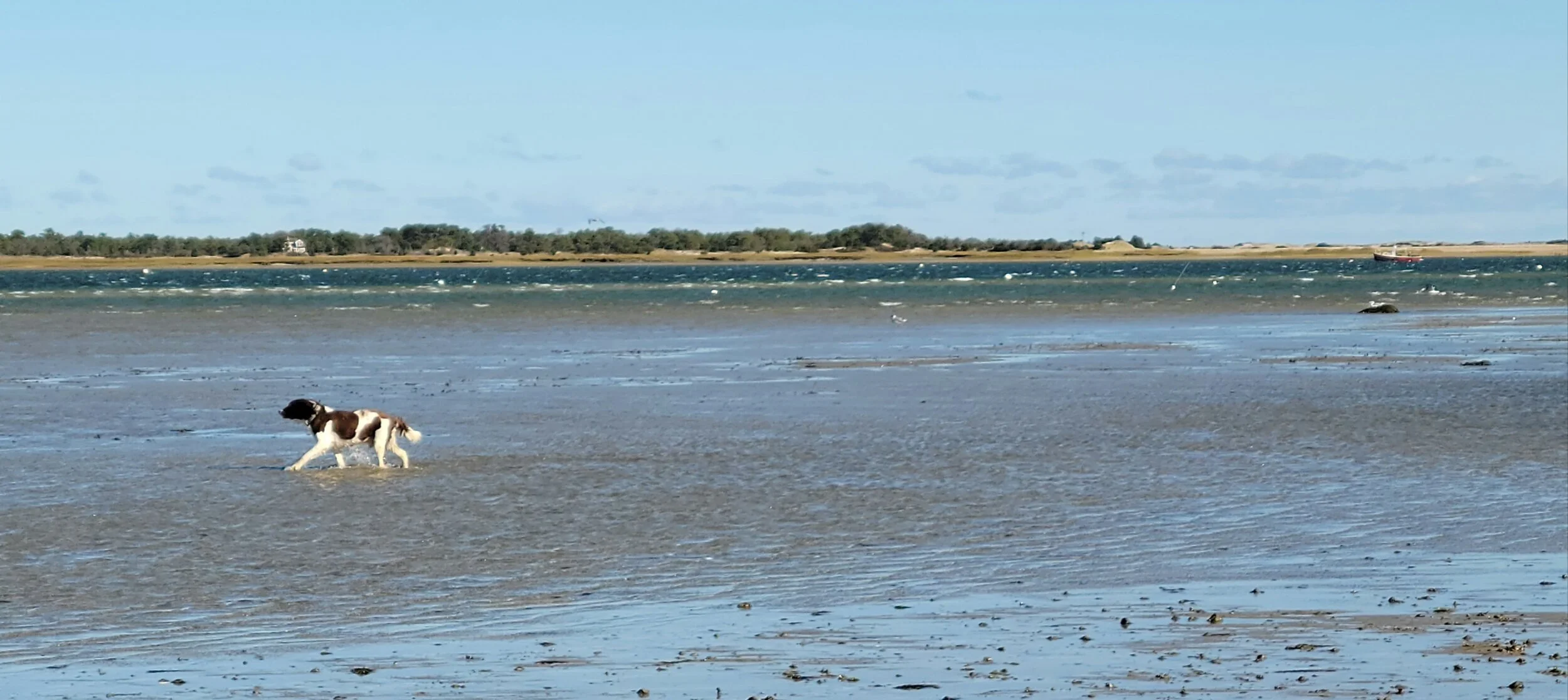 Cape Cod Psychology, LLC