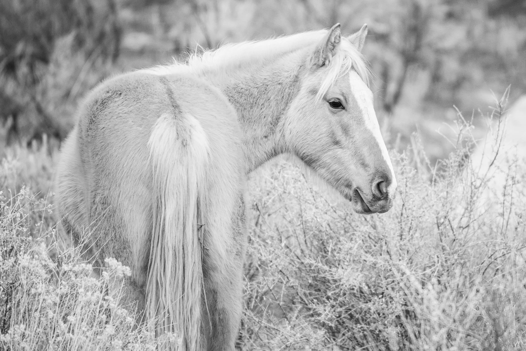 A wild horse in the canyons of Colorado.