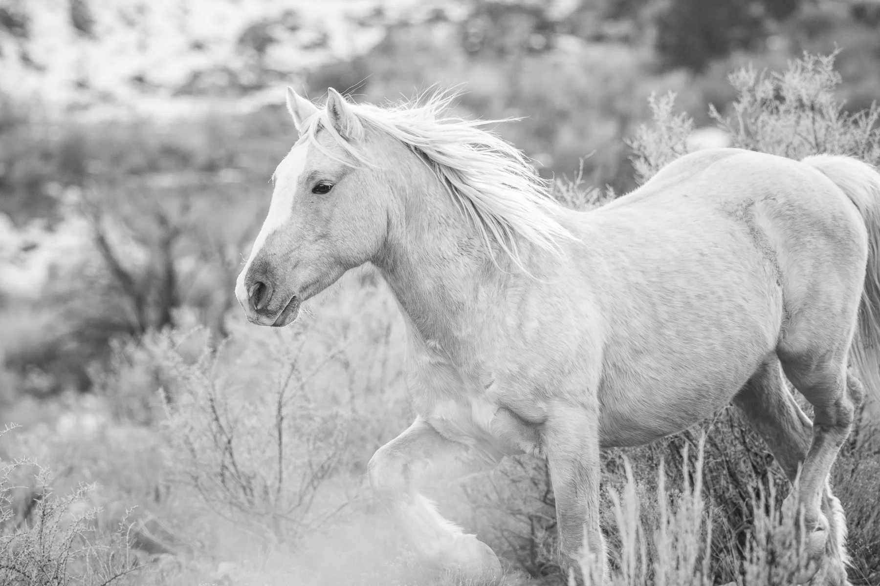 A beautiful wild horse runs wild in the canyons of Colorado.