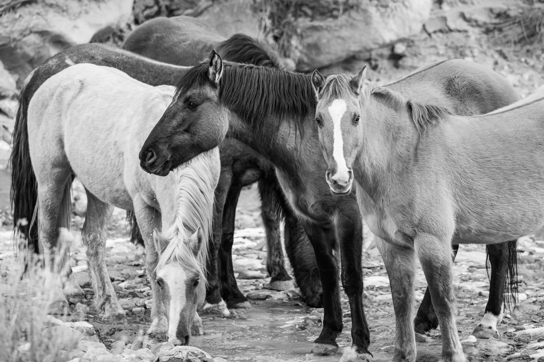 A group of wild horses drink water in the afternoon shade.