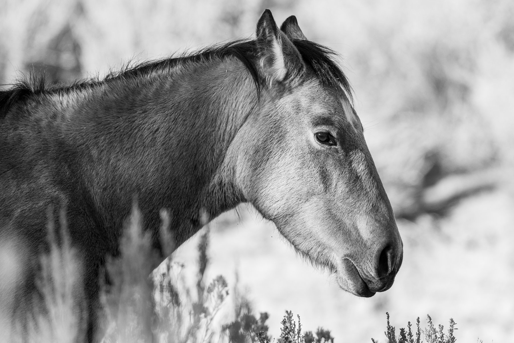 Thoughts in wilderness-1.jpg