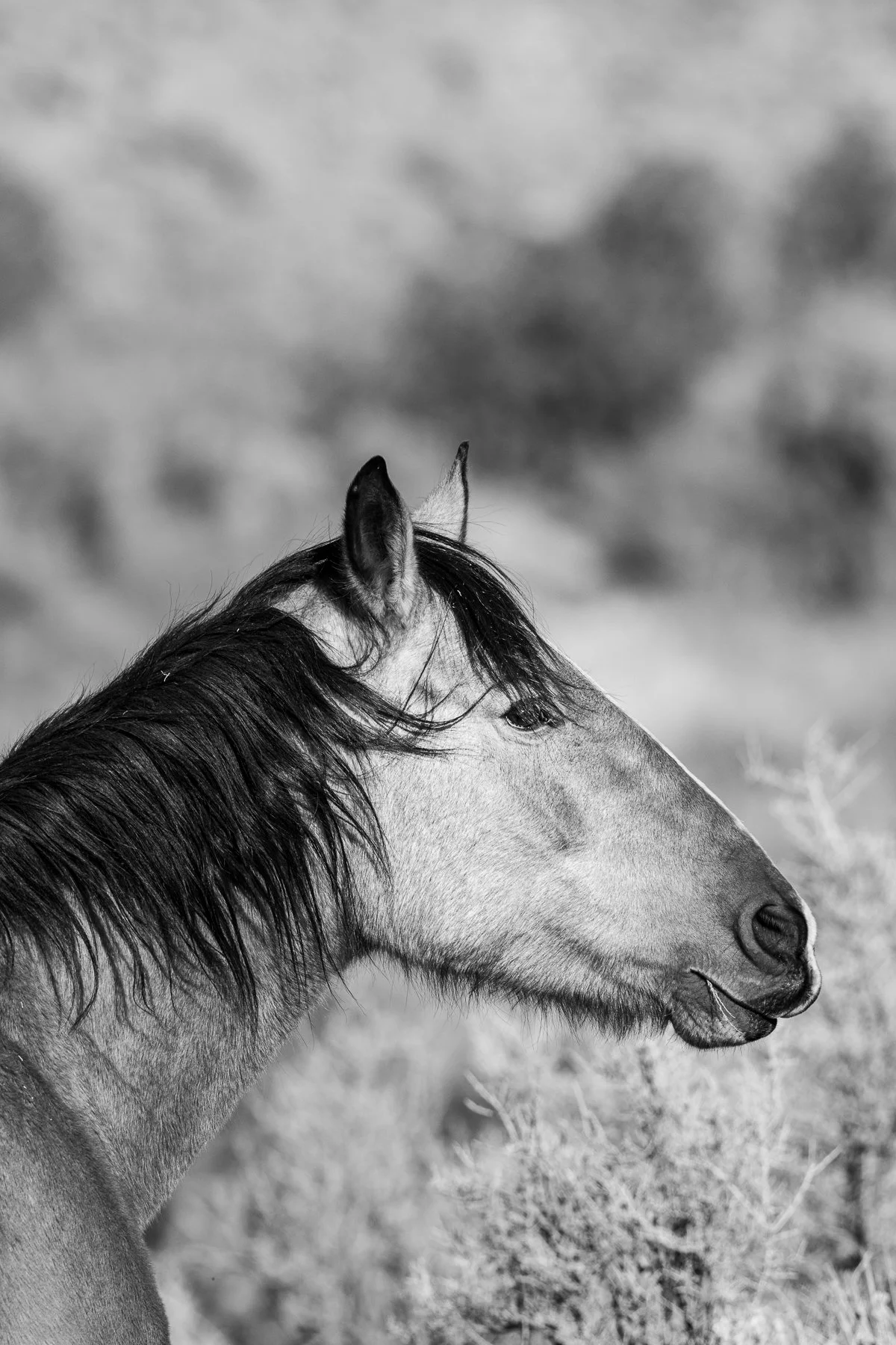 Wild Grace-1.jpg