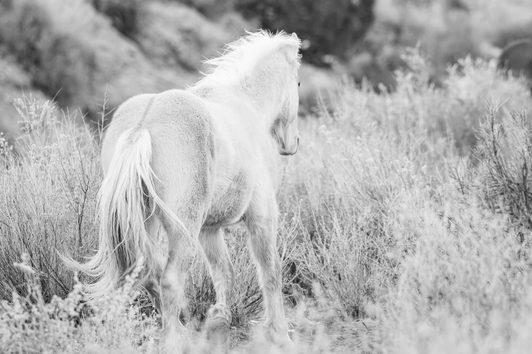 A wild horse runs wild in a canyon in Colorado.