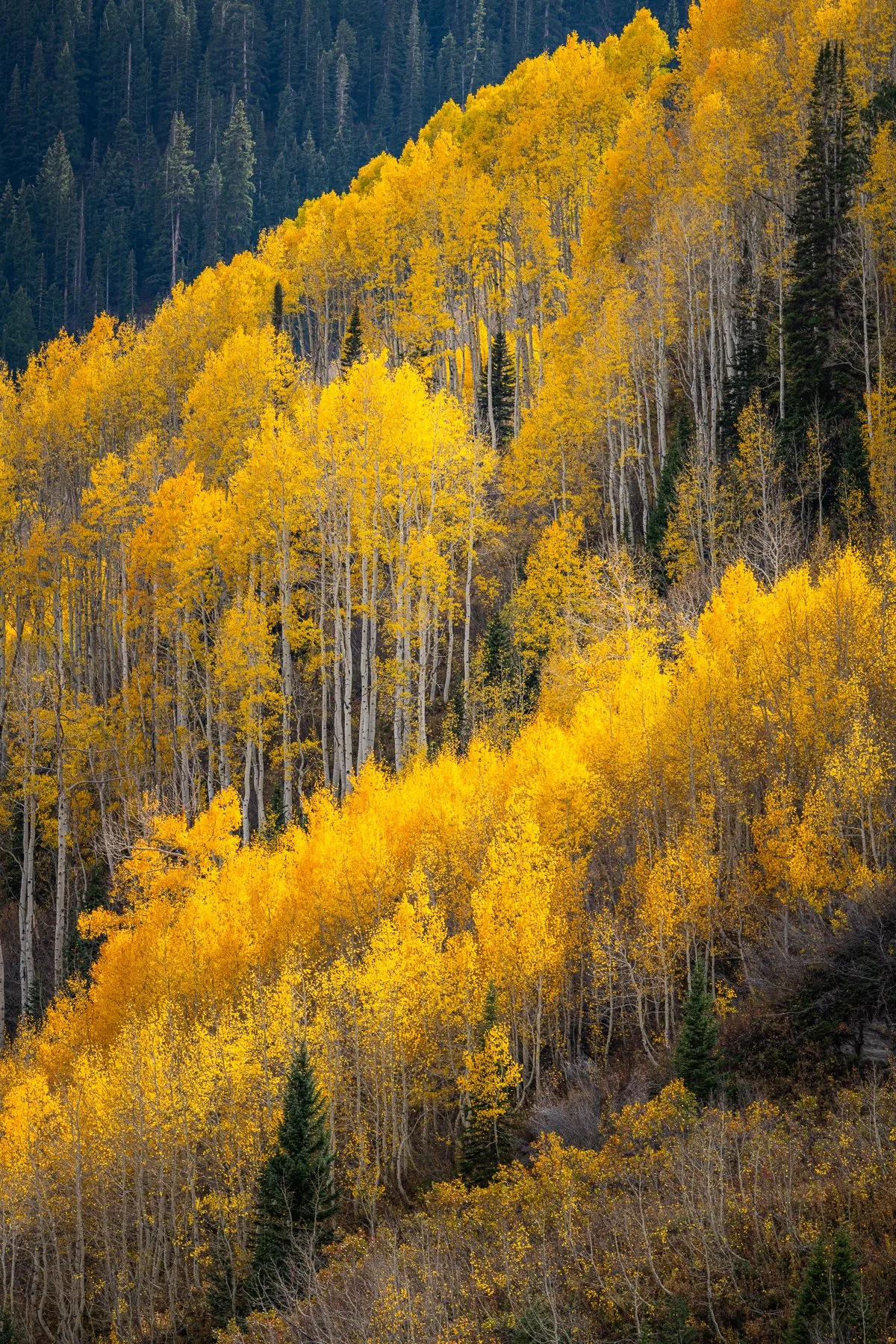 Fine art photography of aspen trees and their fall foliage outside aspen, Colorado