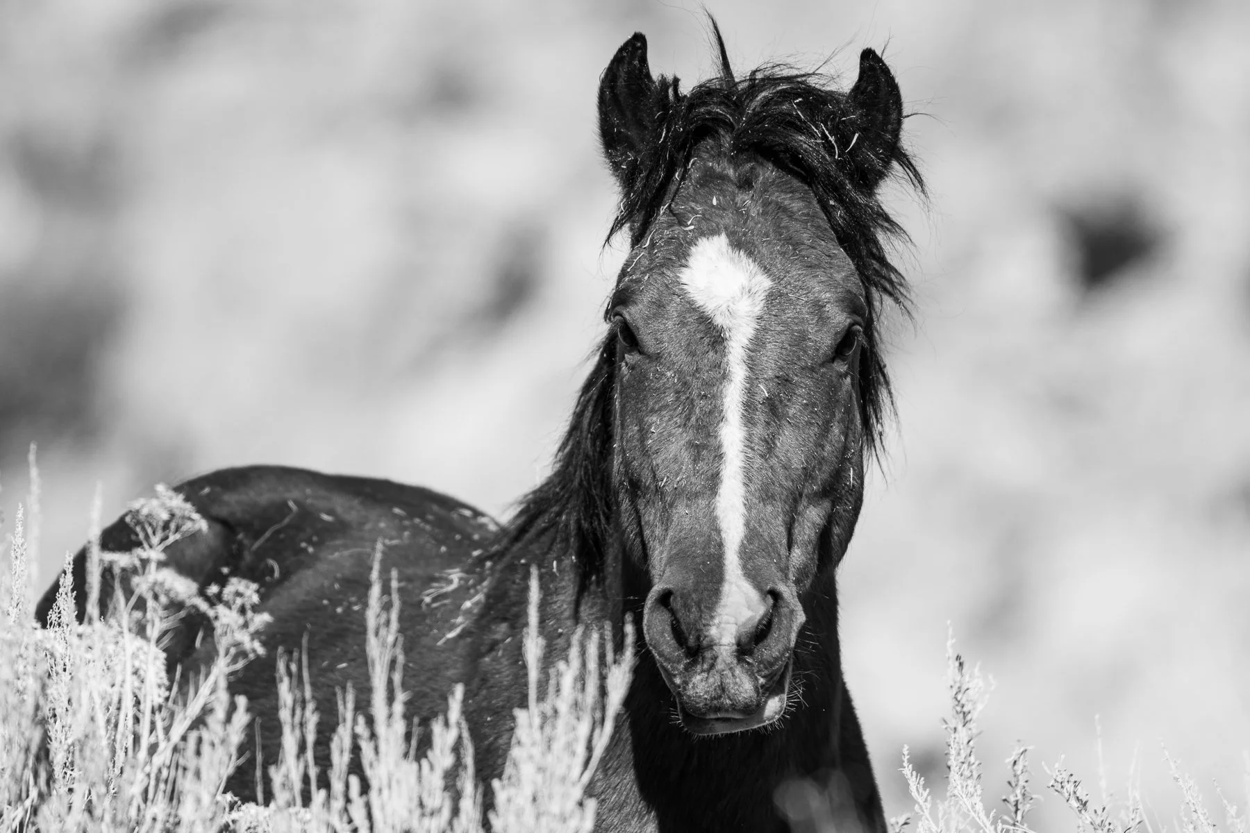 A wild horse shows his power with a stare.