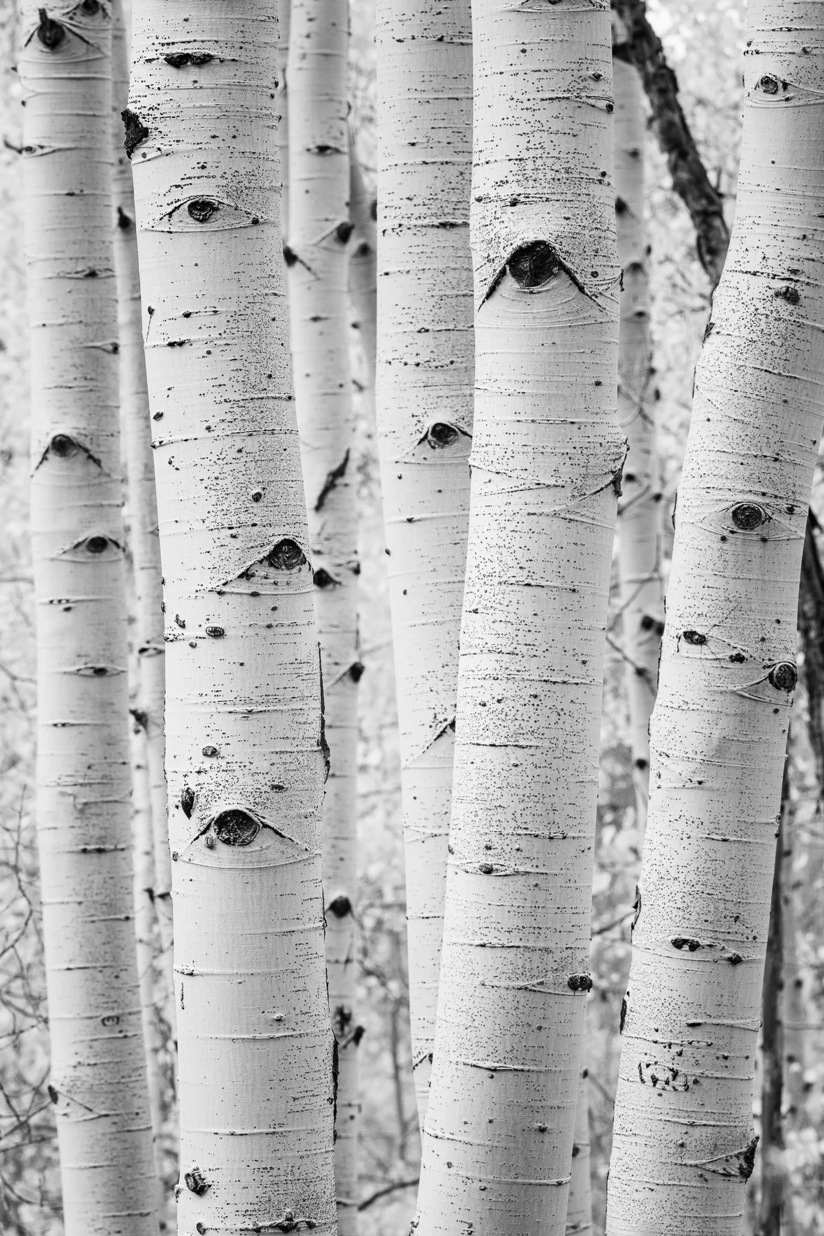 Fine art photograph of Aspen trees in the fall outside  Aspen, Colorado