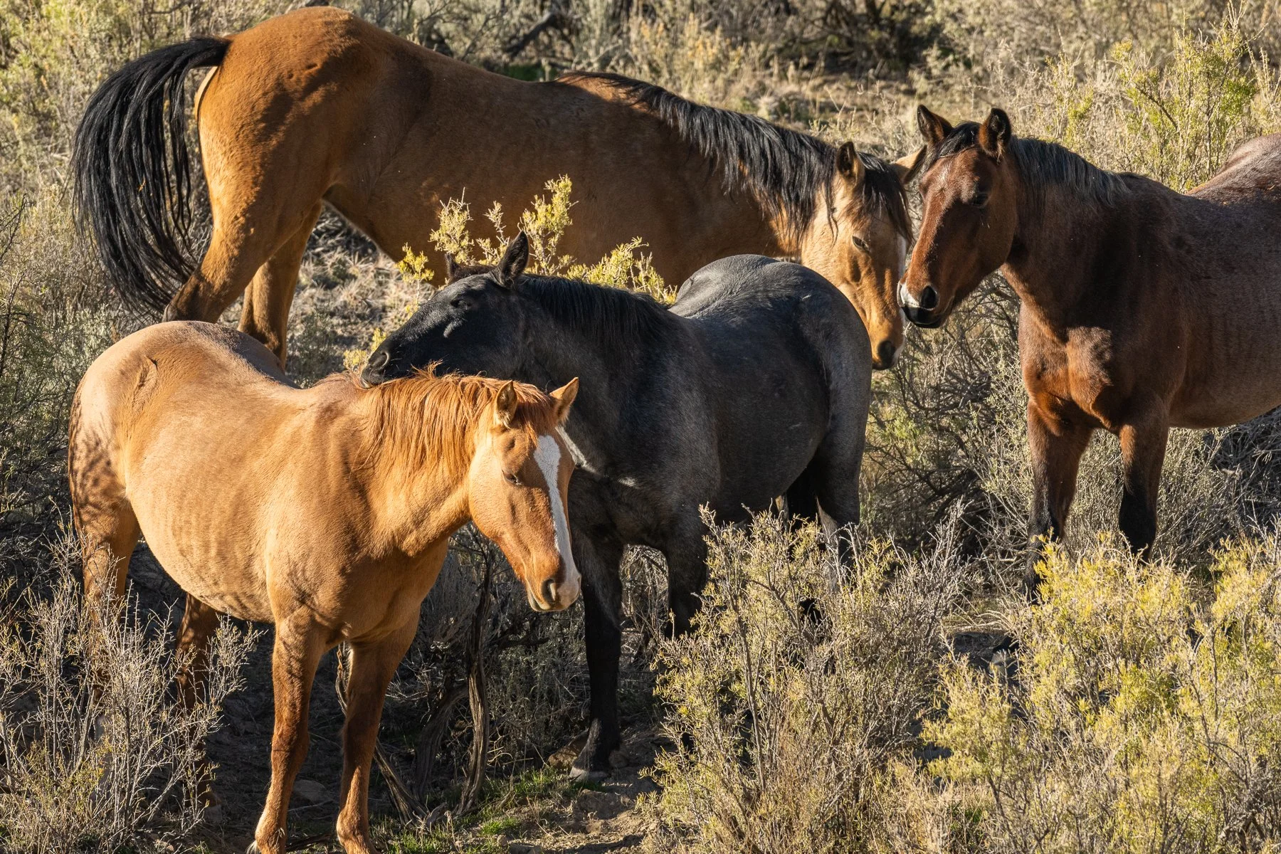 A group of wild horses come together to mate. (Copy)
