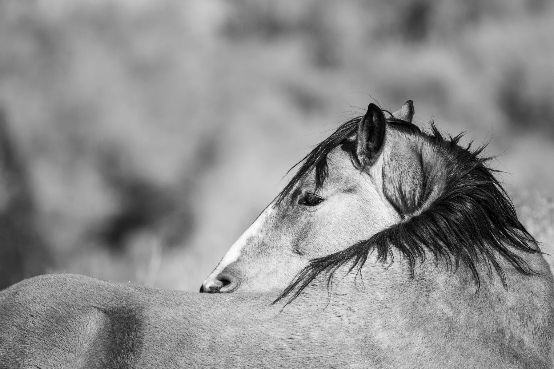 A wild horse looks into the setting sun.
