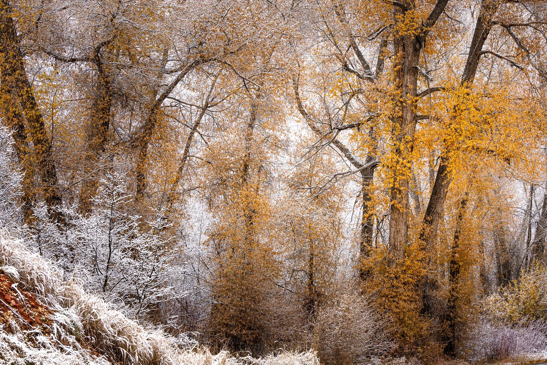 Snow falls onto the trees with their colorful fall foliage