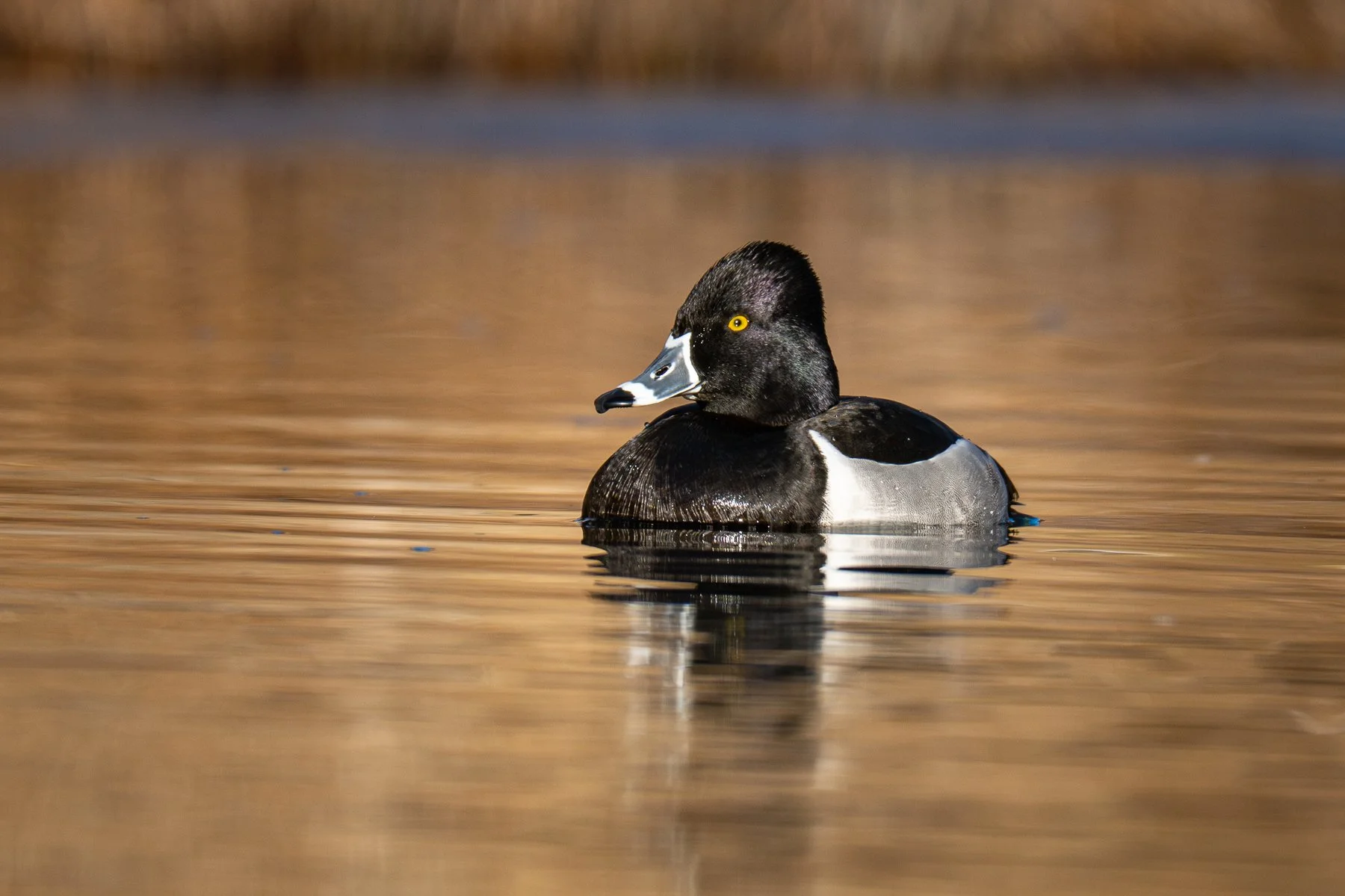 A ring neck duck sits in a pond at sunset.