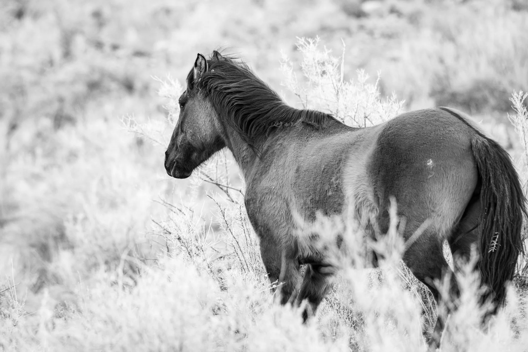 A wild horse pauses in a canyon of Colorado.