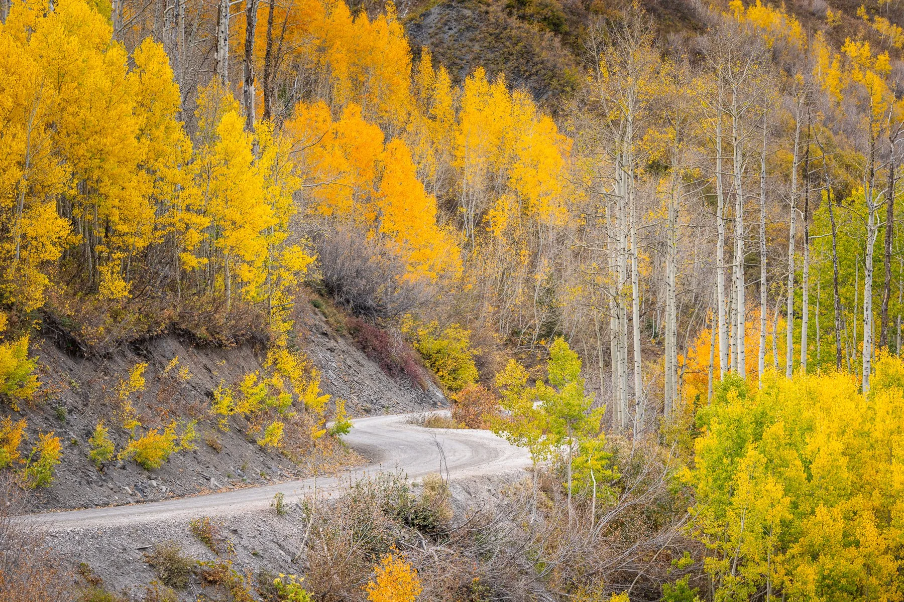 Fine art landscape photography of a road through aspen trees outside marble, Colorado