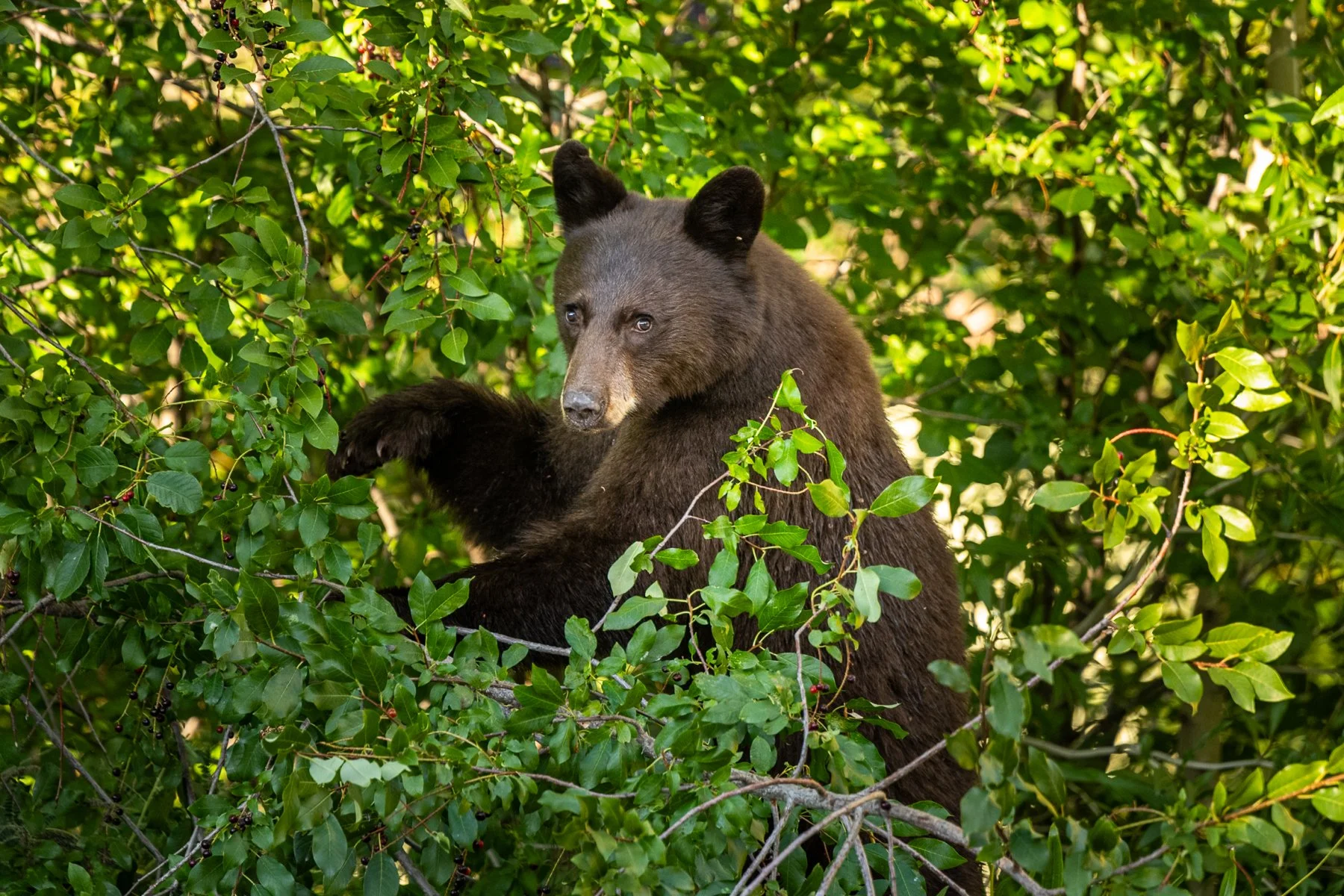 A bear eats berries in the forest in Aspen, Colorado