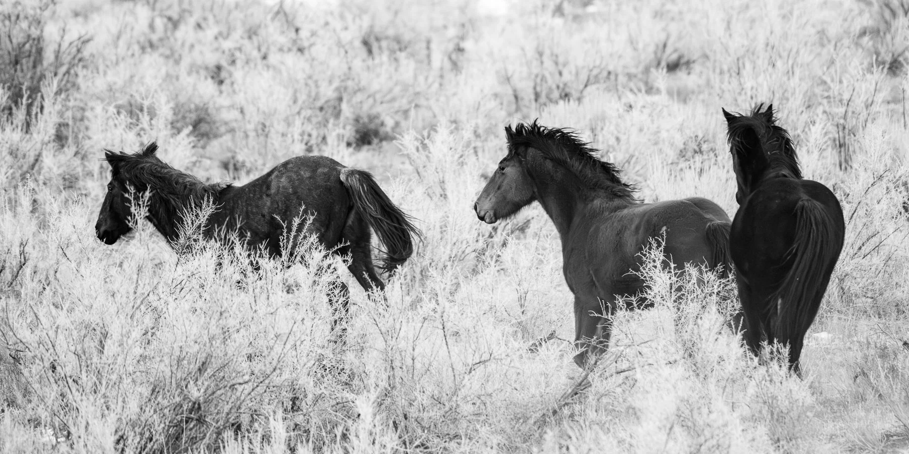 Wild horses run around the desert canyon of Colorado.