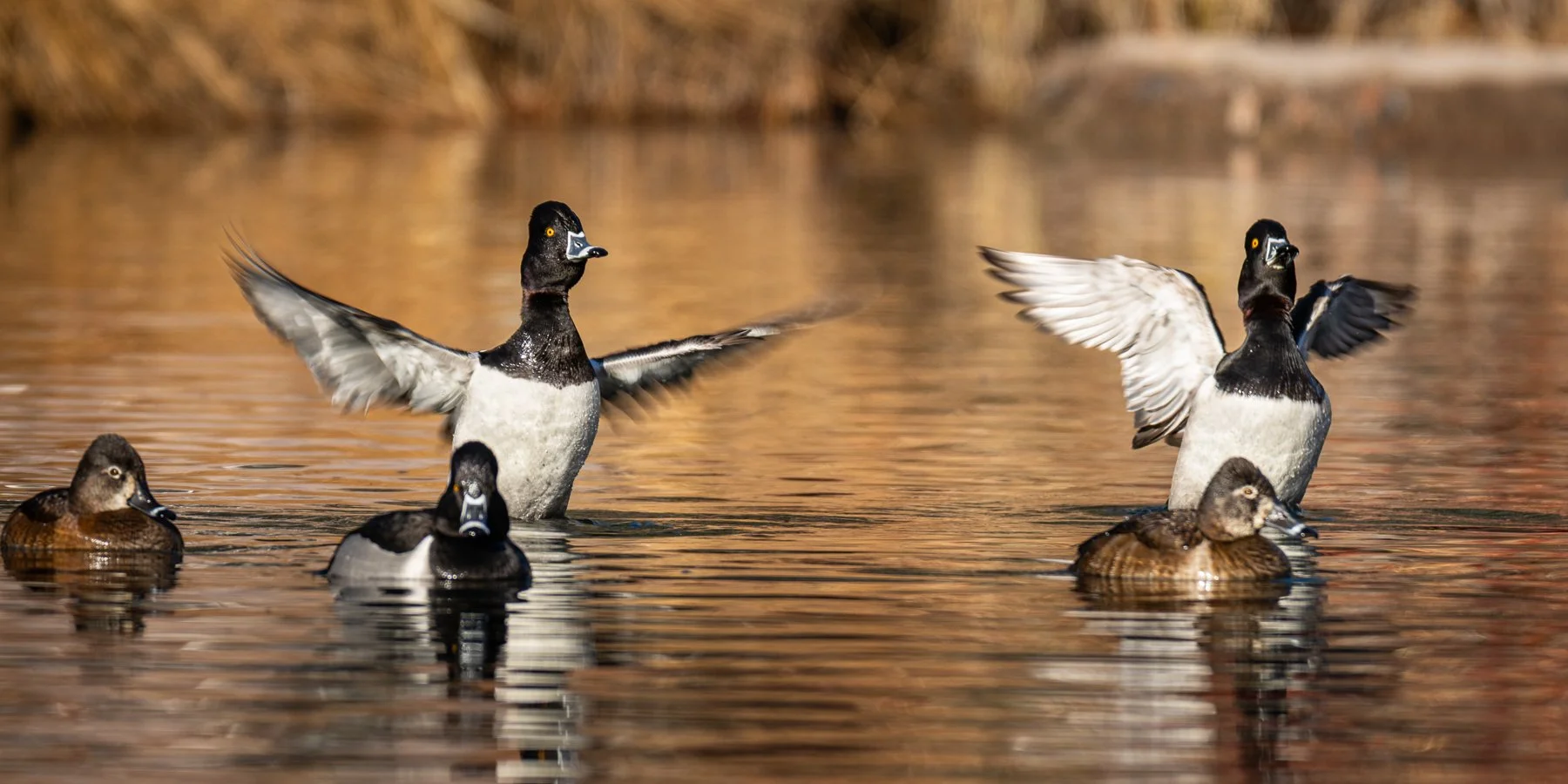Ducks spread their wings on a pond in Colorado.