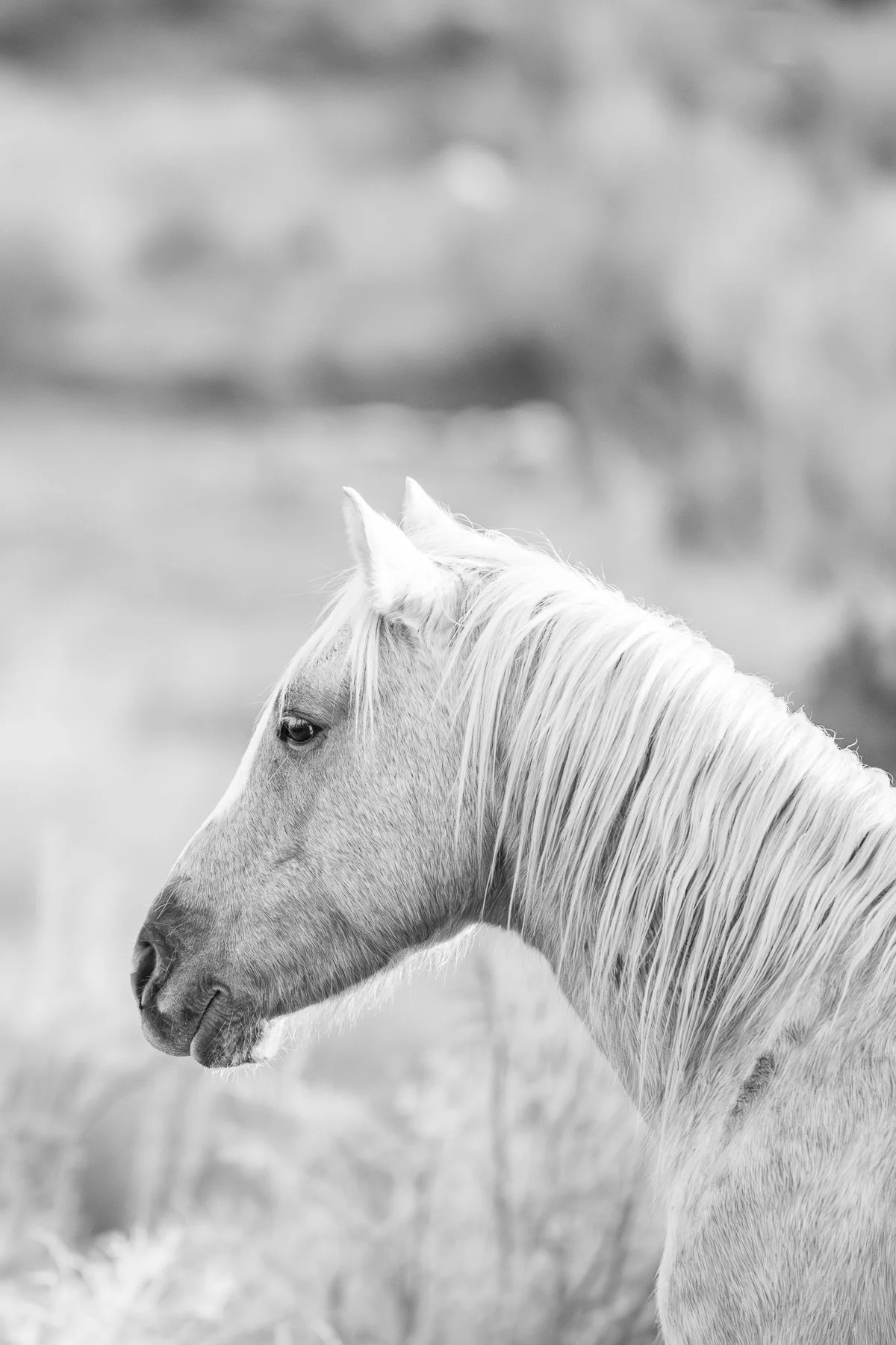 A wild horse stares into the distance in Colorado.