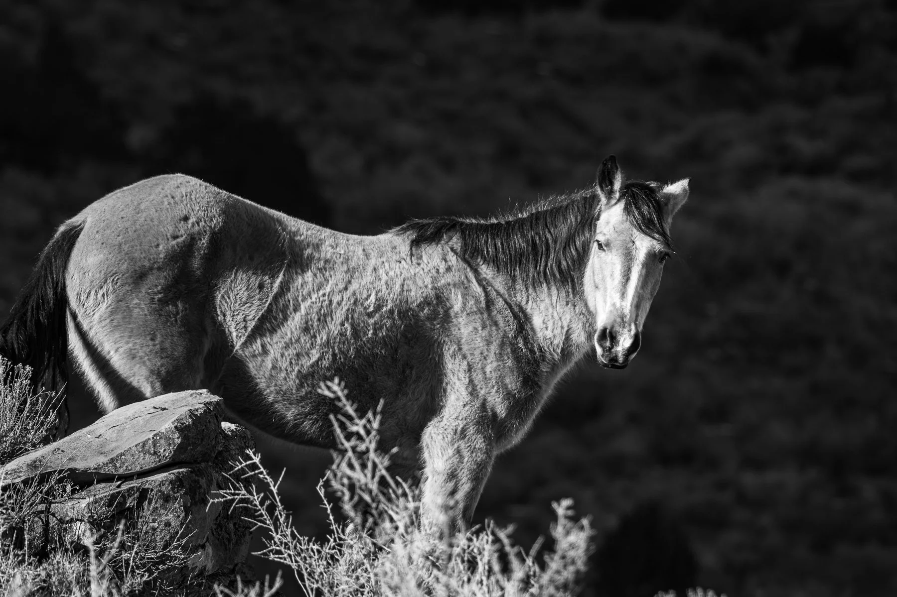 A wild horse stands tall in the afternoon sun. Colorado