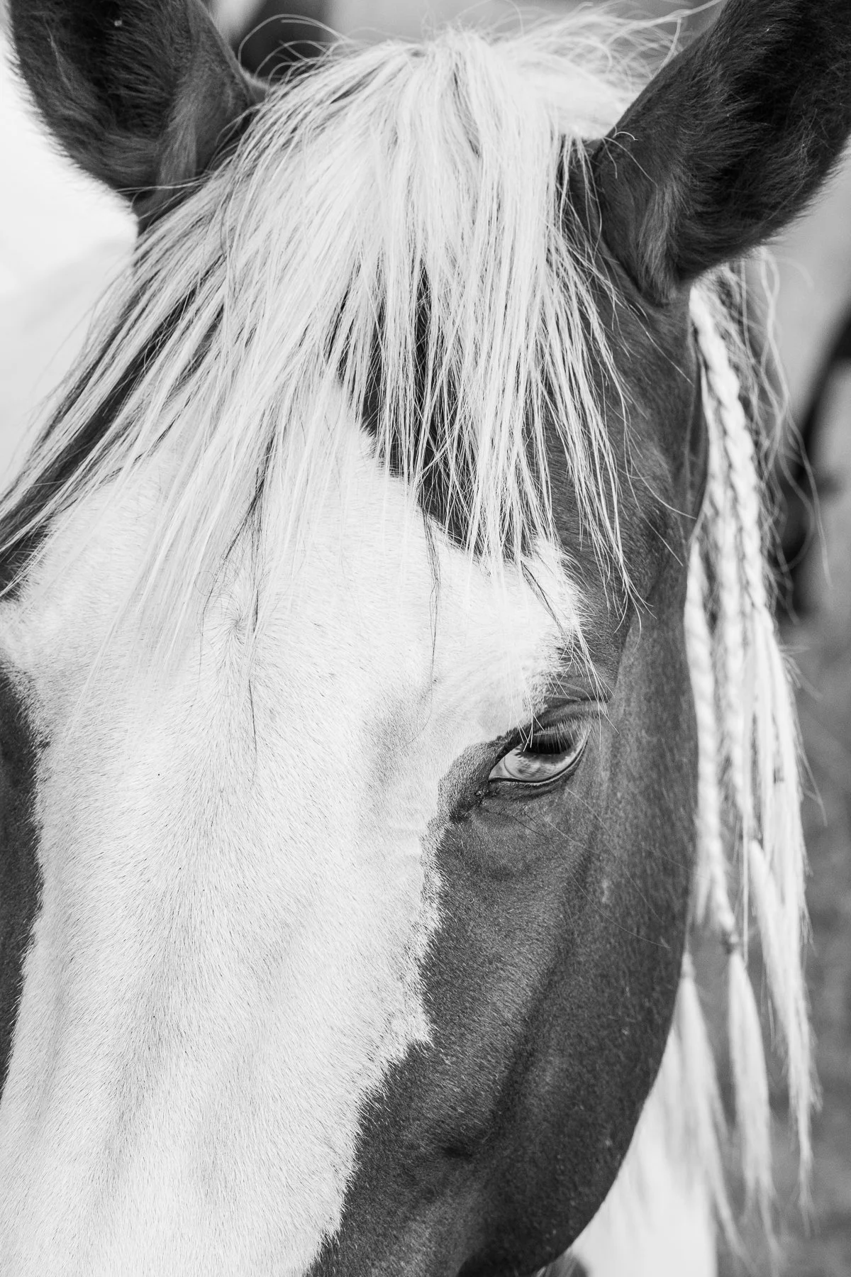 Soft Stare-1.jpg (Copy)