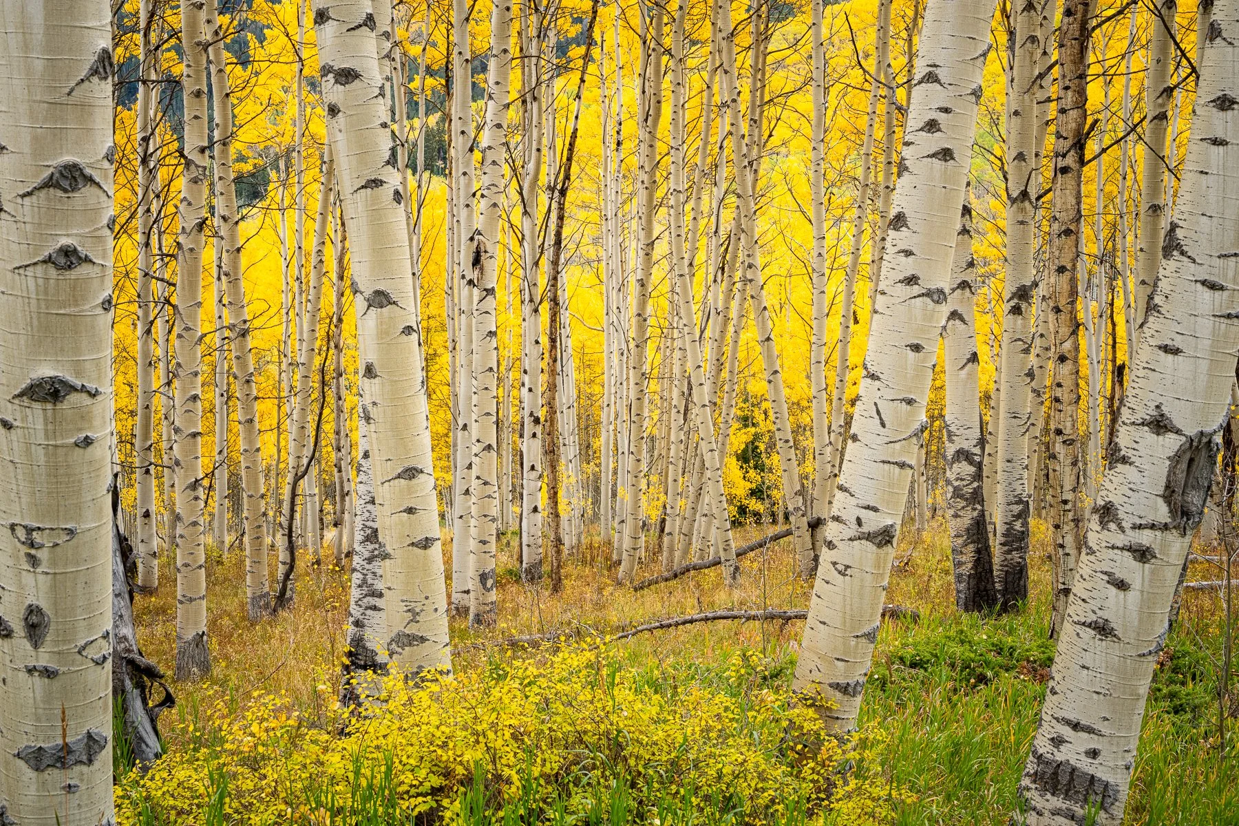 Angles of Fall-1.jpg