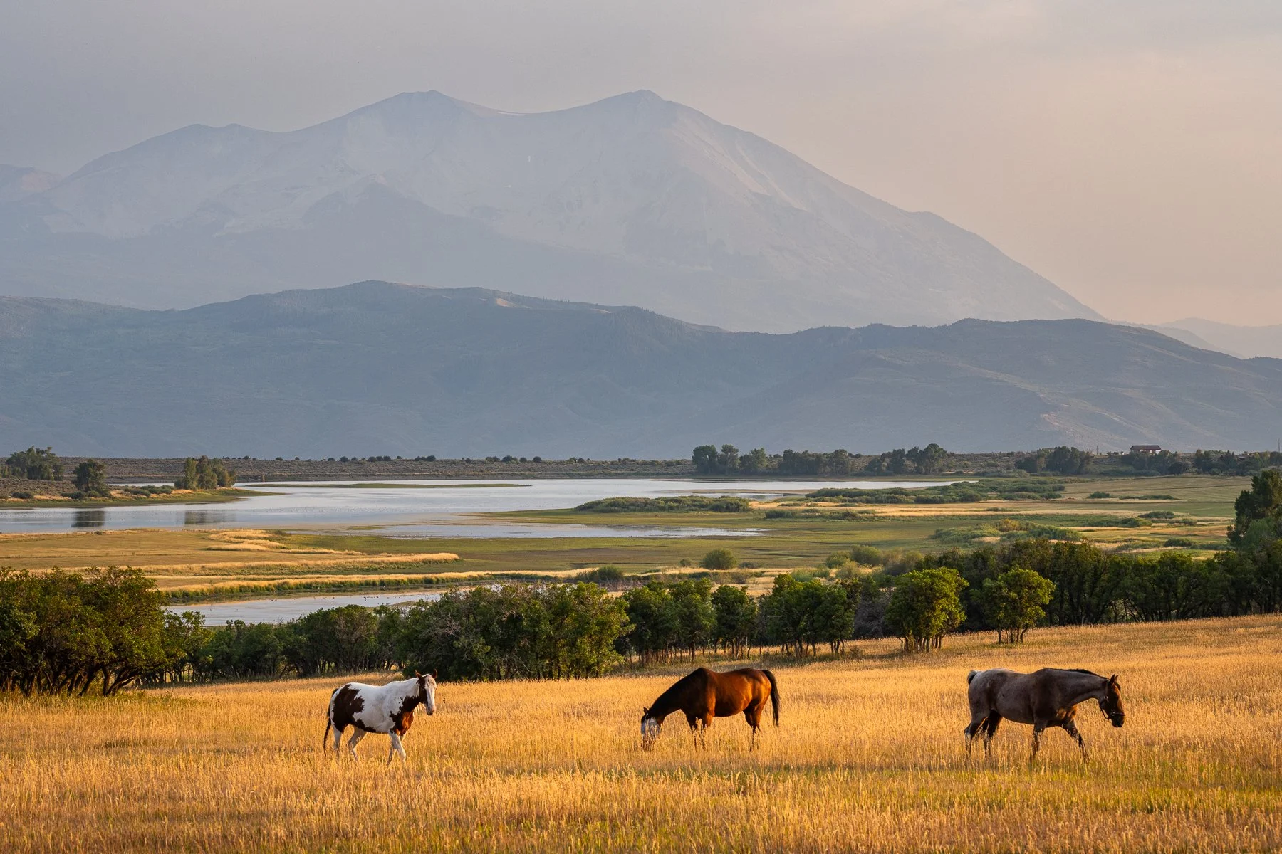 Three horses graze in the setting sun in the Colorado Rockies (Copy)