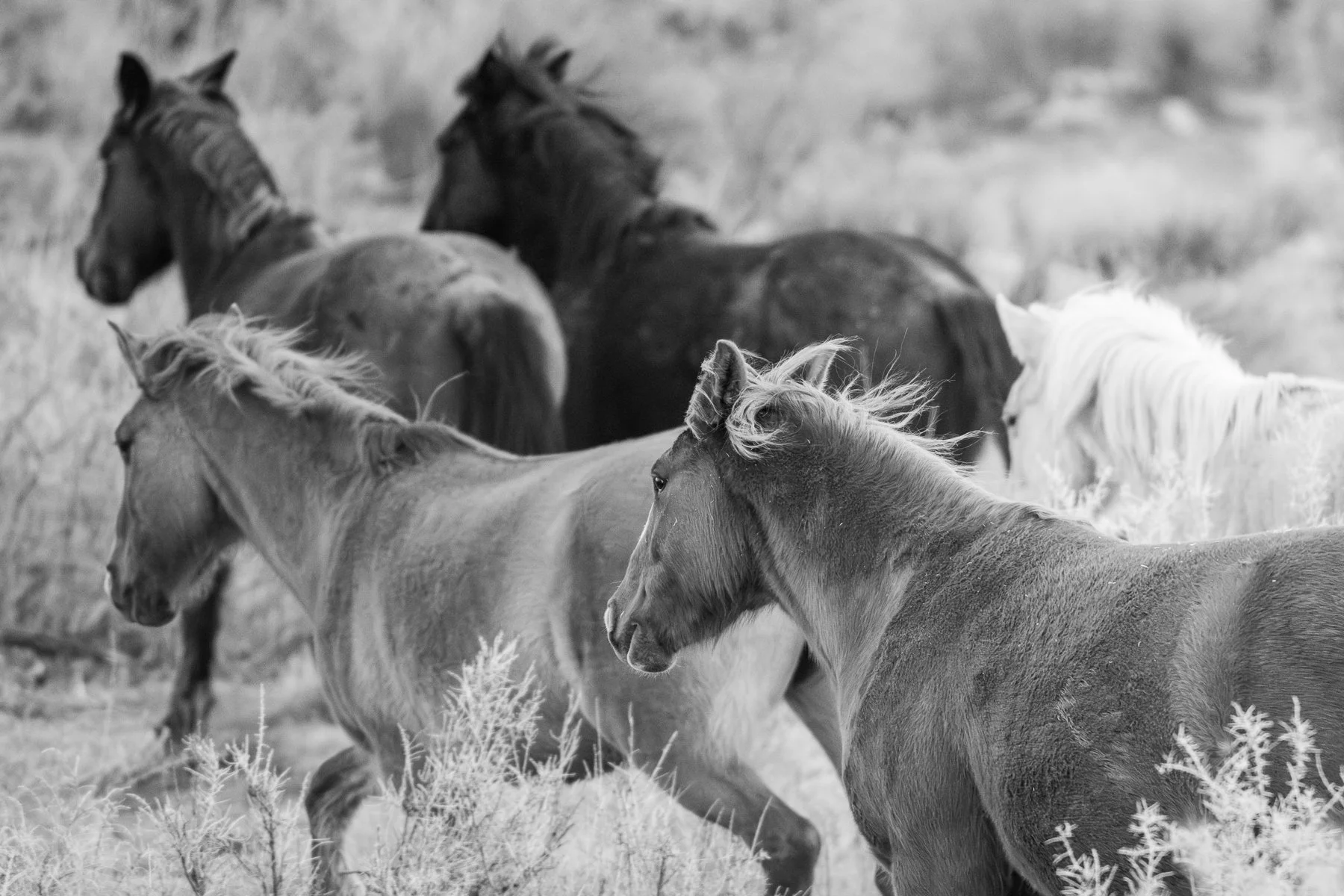 Wild Horses run around the desert canyons of Colorado.