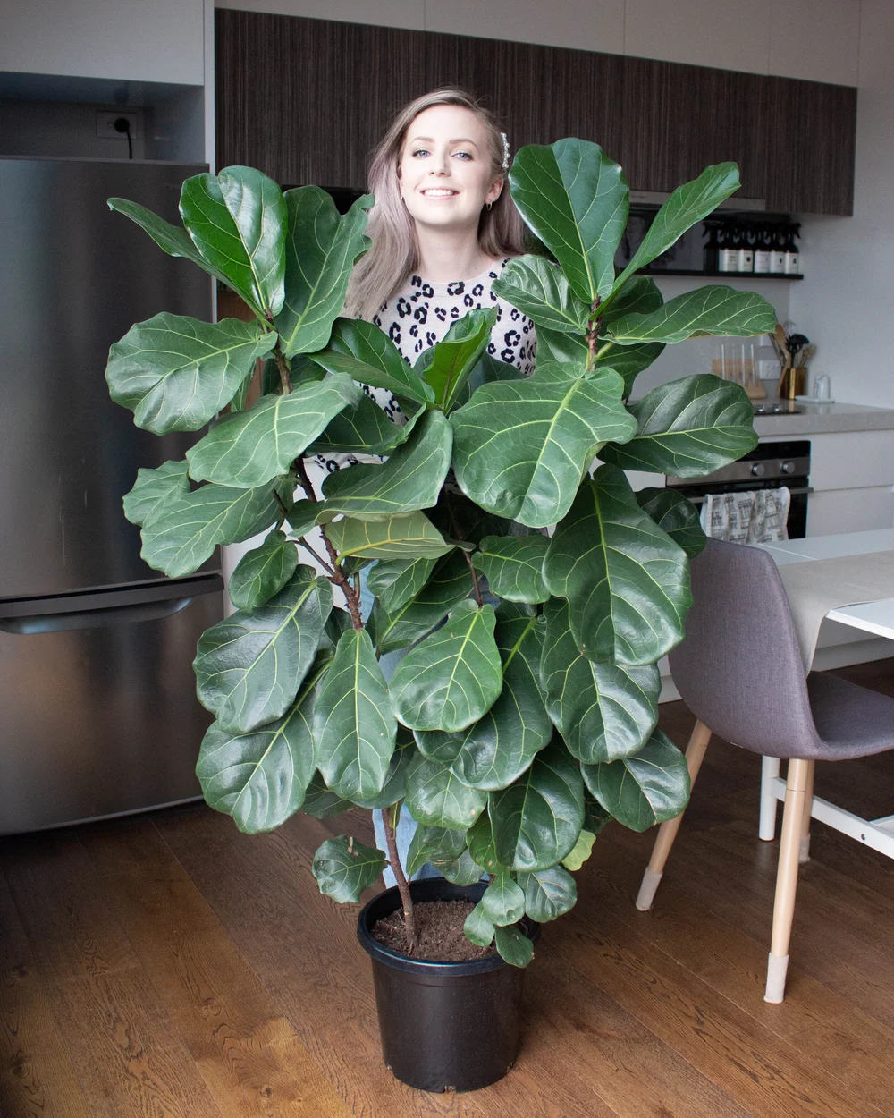Five Tips For A Healthy Fiddle Leaf Fig Arna Alayne Morton