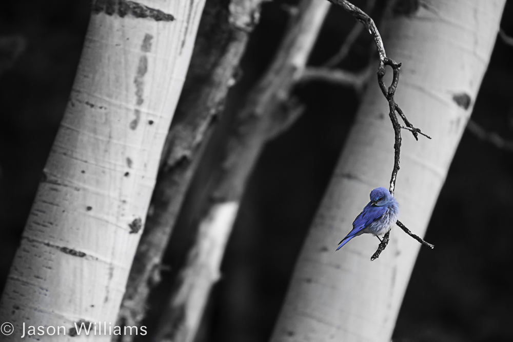 Aspen Blue