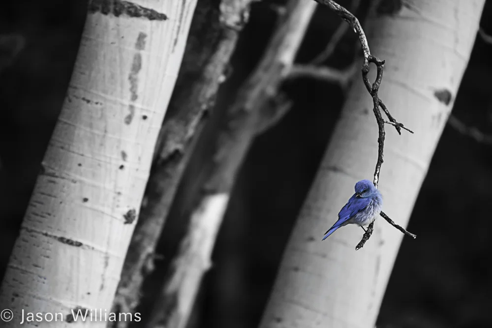 Aspen Blue