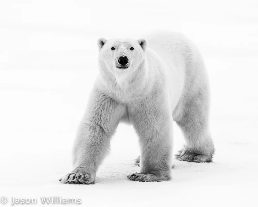 Into the White
