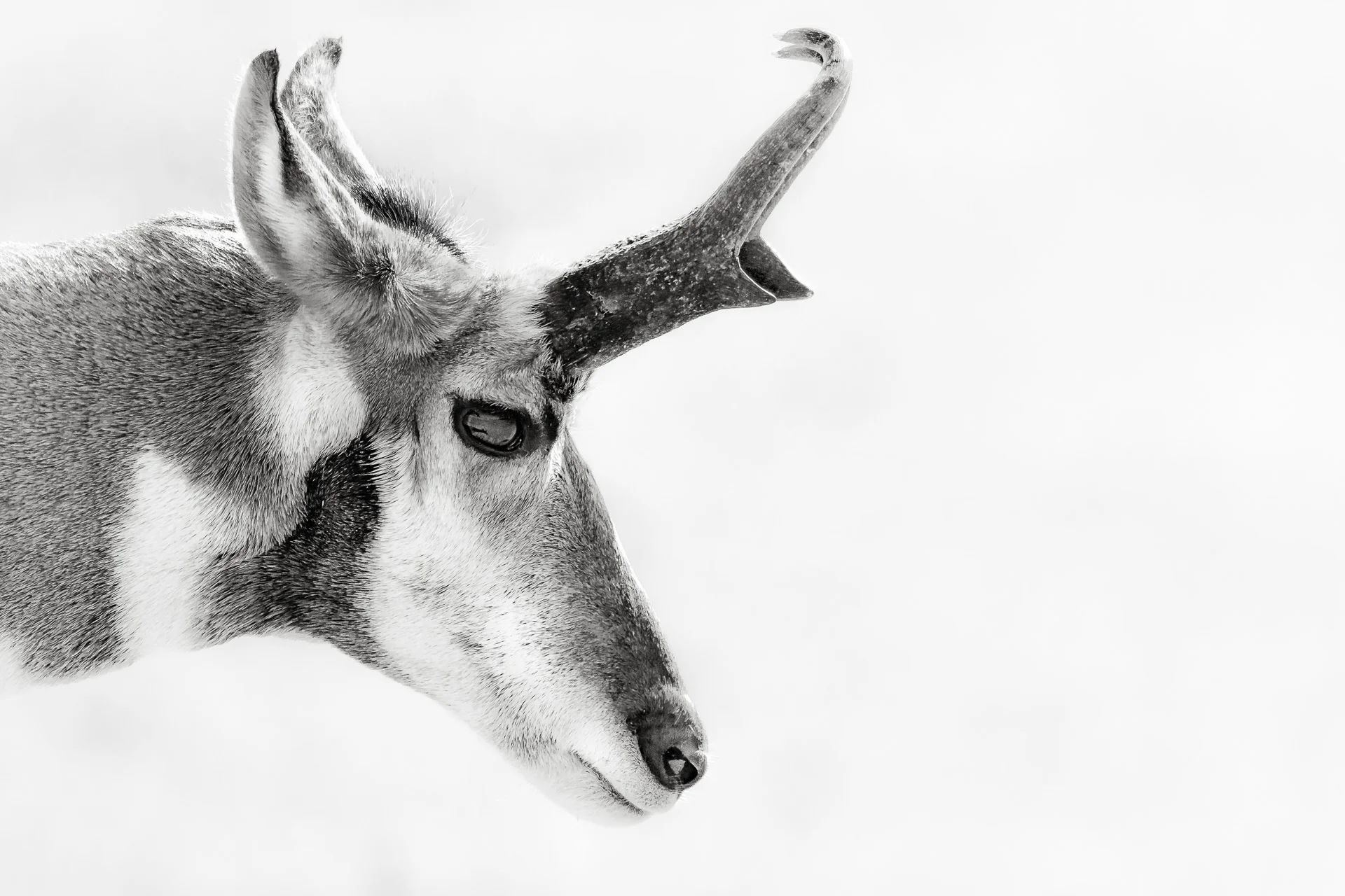 Buck
