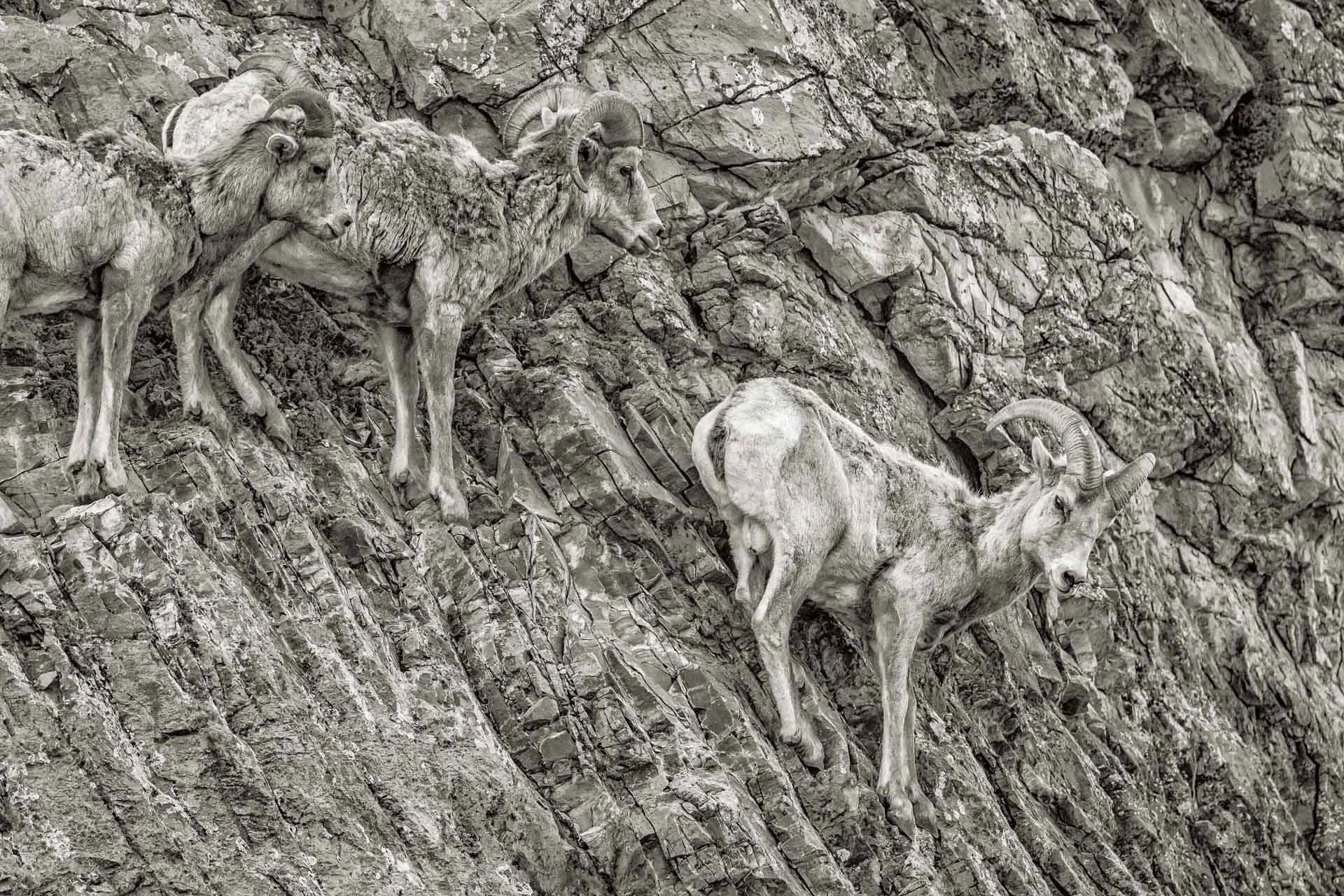 Balancing Act