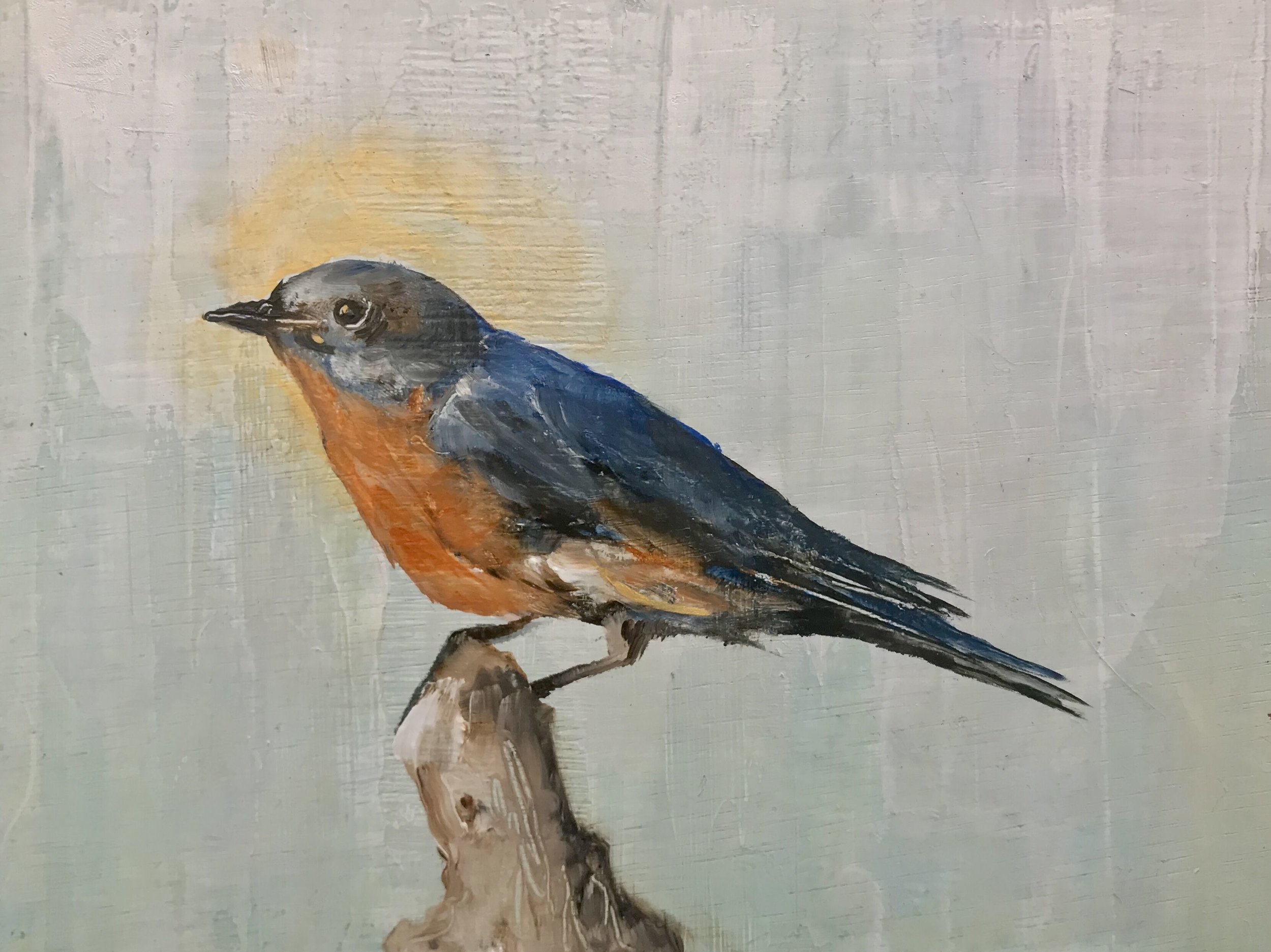 Bluebird Halo