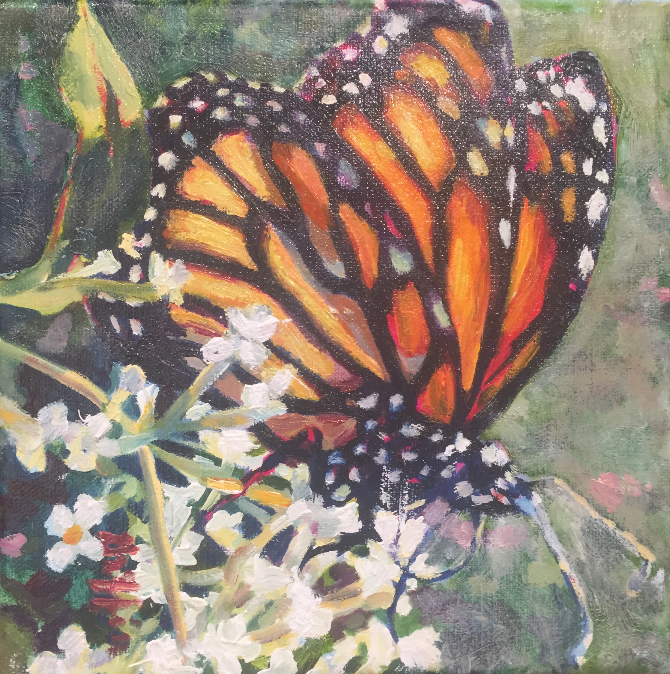 Butterfly