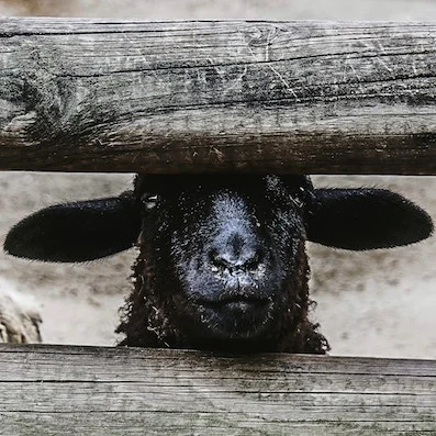 Black sheep.jpg