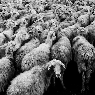 herd of sheep.jpg