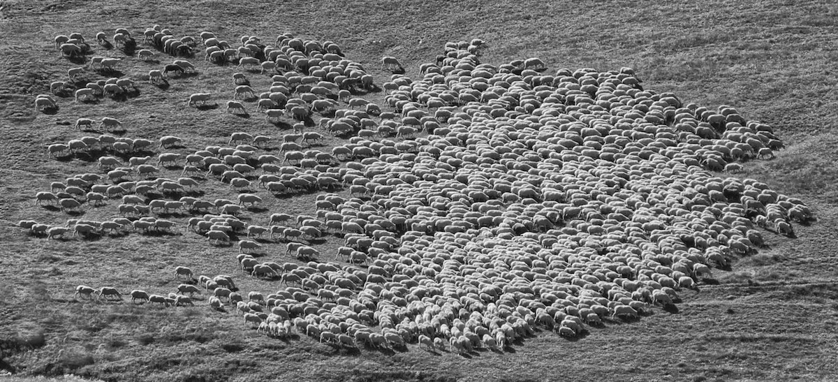 Why Sheep.jpg
