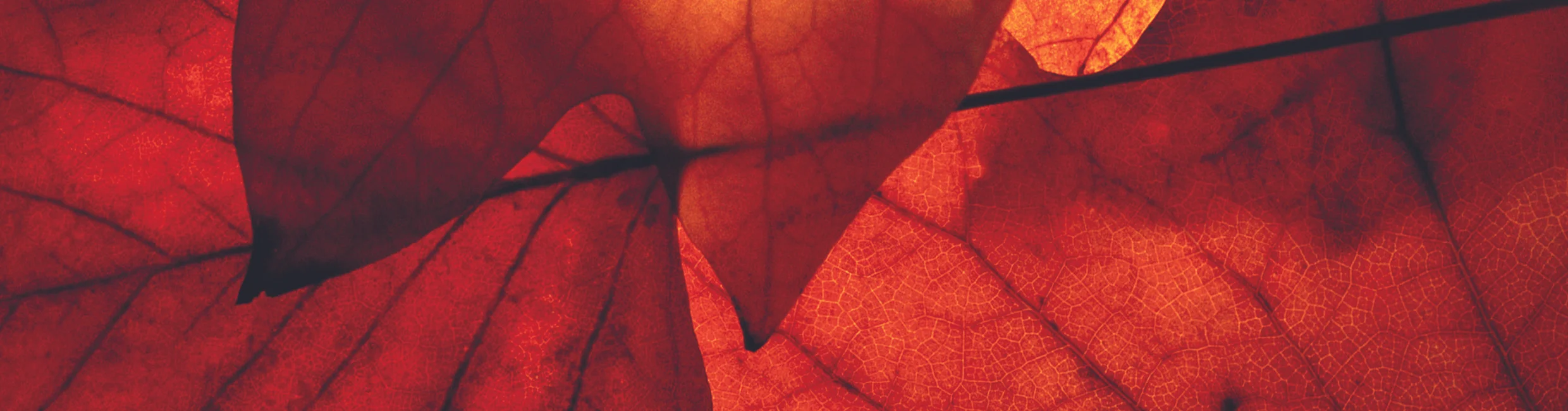 Website - Blazestop Banner.jpg