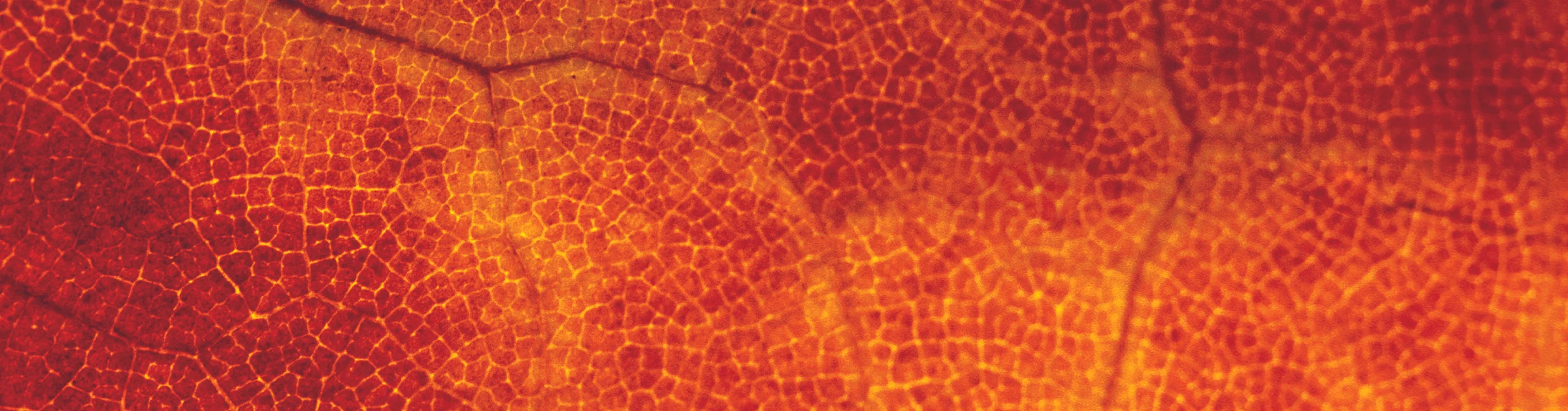 Website - TerraTherm Banner.jpg