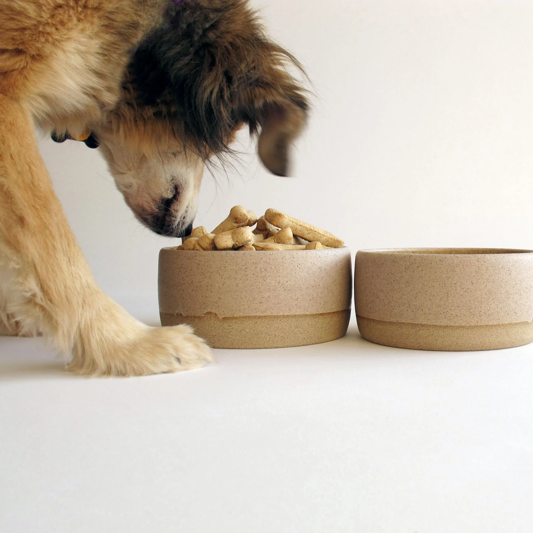 dog bowl small with ellie.jpg