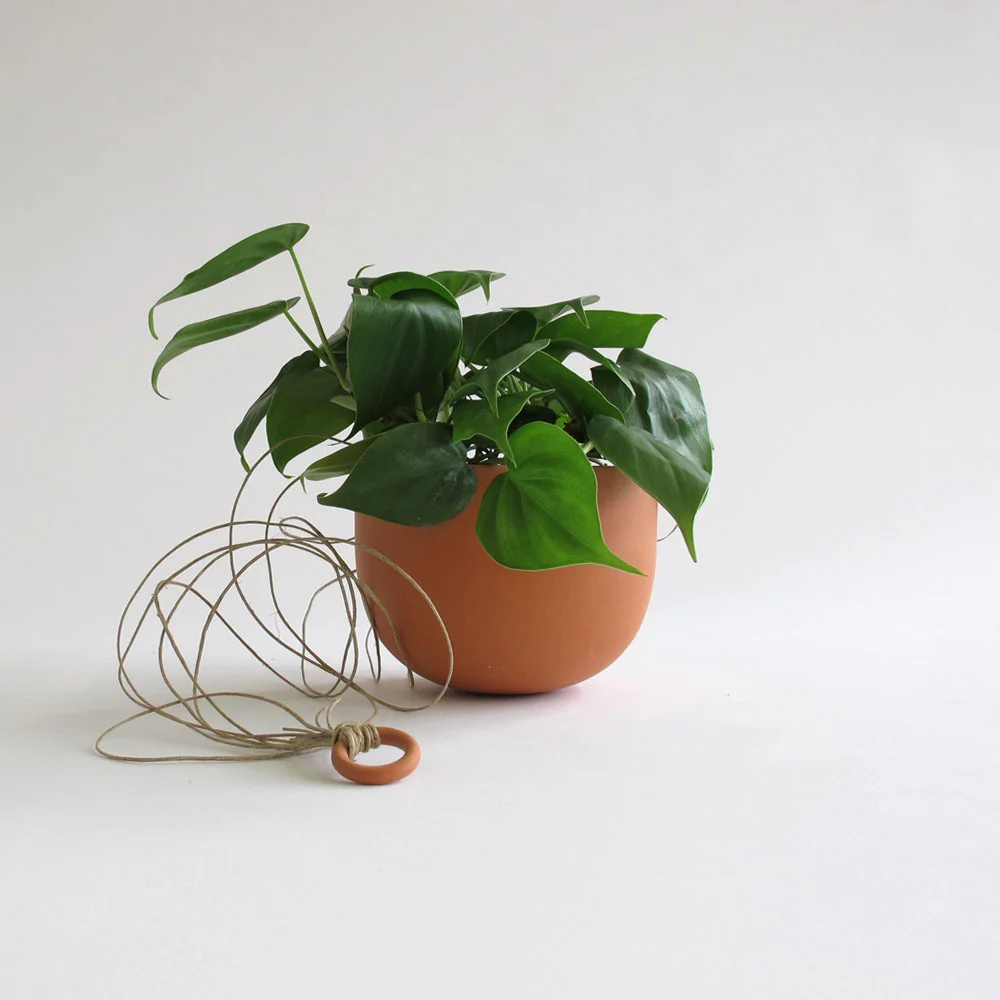 hanging terra with plant.jpg