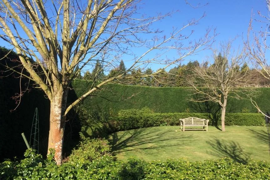 hedge.jpg