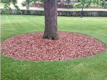 A correctly mulched tree