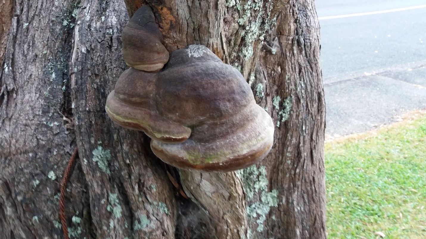 Fruiting body of a bracket fungus growing on a street tree