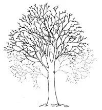 Illustration courtesy of European Arboricultural Council