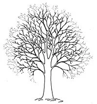Illustration courtesy of European Arboricultural Council