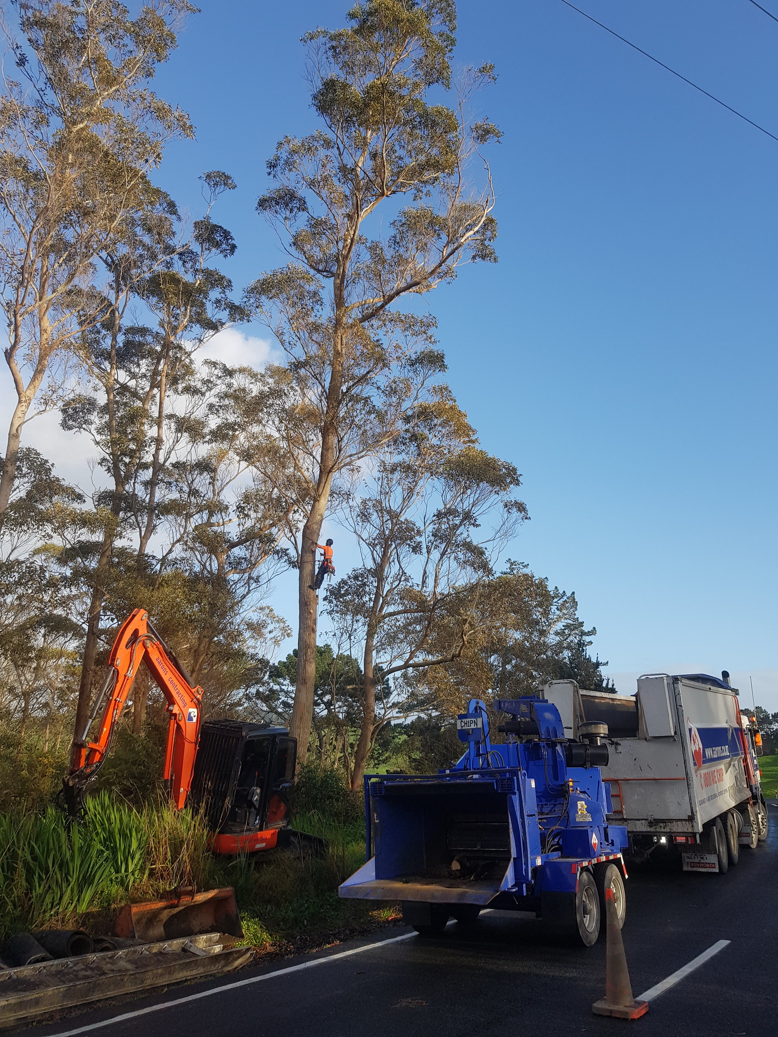 Large tree removal Waipu 3.jpg
