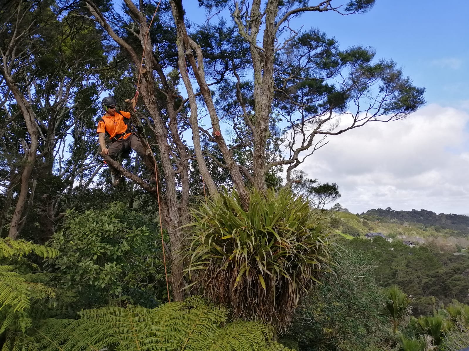 Tree pruning Ruakaka.jpg